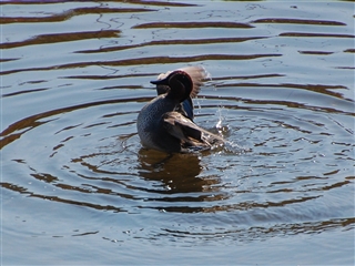 �H�΂��������̃J��