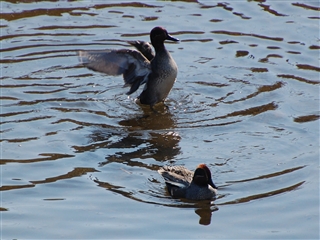 �H�΂��������̃J��