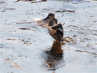 �H�΂��������̃J��