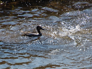 �o�Ă��܂���