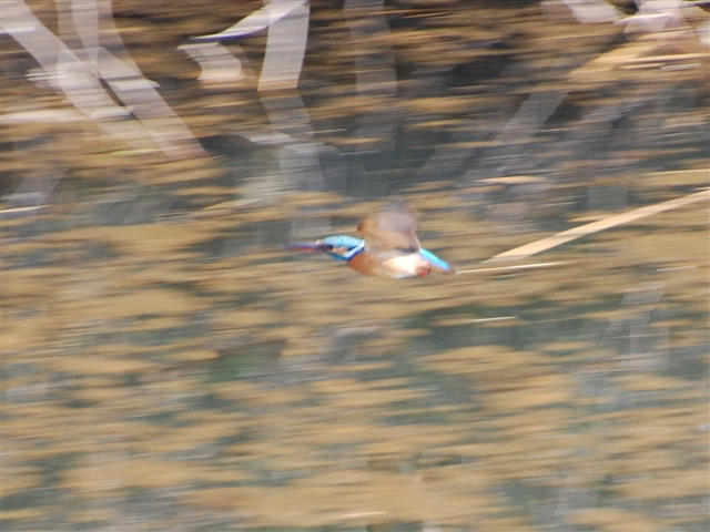 ��ԃJ���Z�~