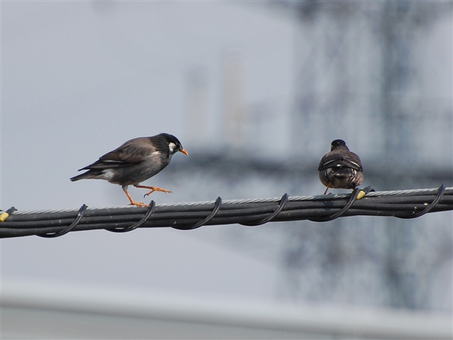 �d���ɂƂ܂郀�N�h��