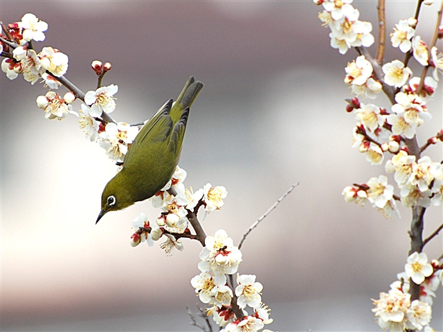 �~�̖؂̃��W��